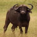bufalo