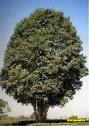 jabuticabeira