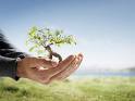 plantar