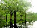 floresta
